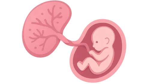 Placenta and fetal membranes