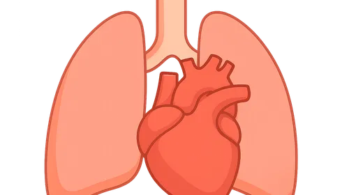 Mediastinum and heart