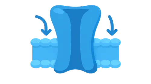 Ion Channels and Transporters