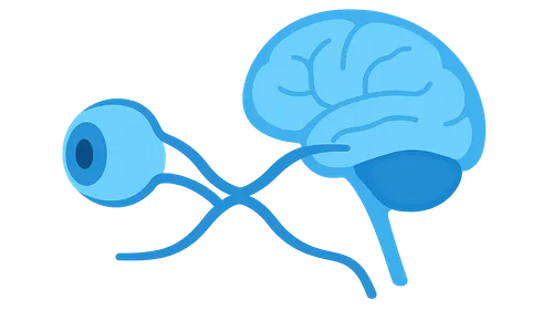Functional neuroanatomy of vision