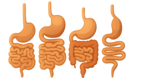 Comparative Digestive System