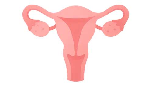 Female sexual physiology