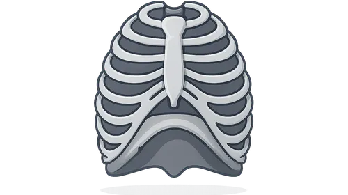 Thoracic Wall and Diaphragm