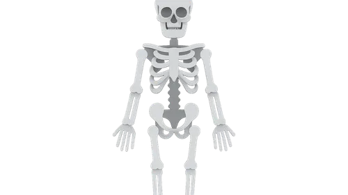 Skeletal System