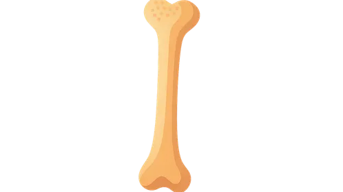 Bone Structure and Function