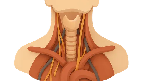 Deep structures of the neck