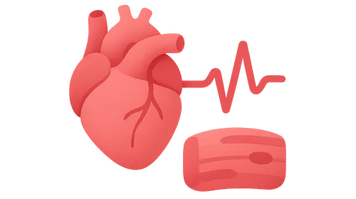 Cardiac Muscle Properties
