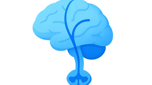 Origin and course of anterior corticospinal tract