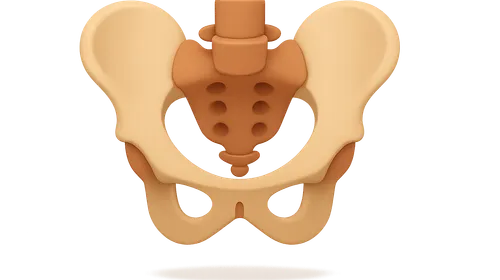 Pelvic Walls and Floor