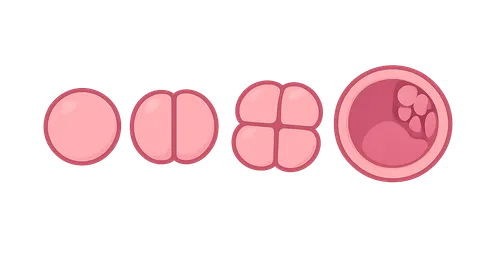 Cleavage and blastocyst formation
