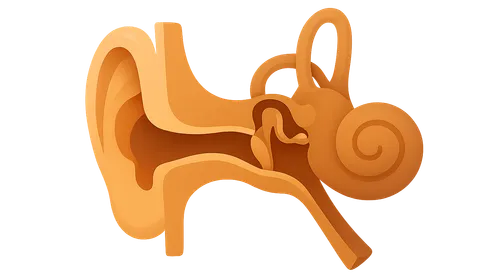Ear anatomy and vestibular system