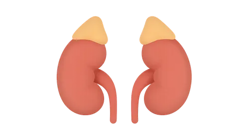 Kidneys and suprarenal glands