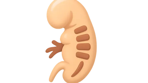 Somite formation and derivatives