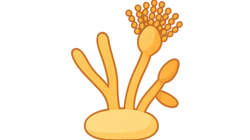 Talaromyces (Penicillium) marneffei