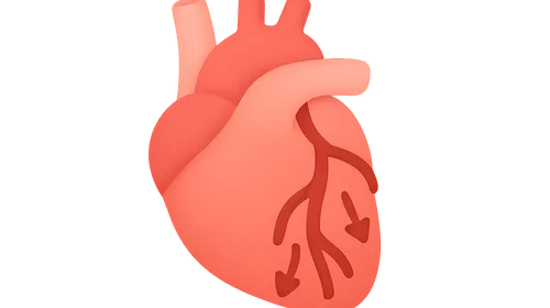 Coronary blood flow regulation