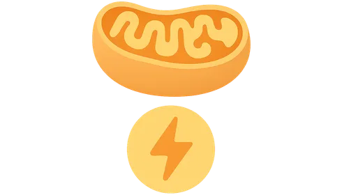 Energy Yield from Nutrients