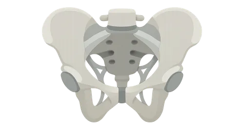 Pelvic girdle and ligaments