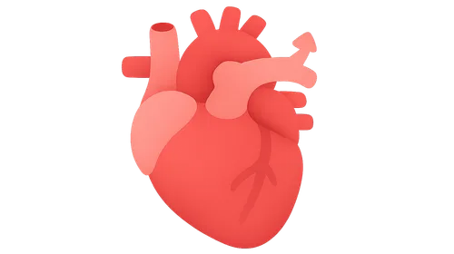 Cardiac Output and Its Regulation