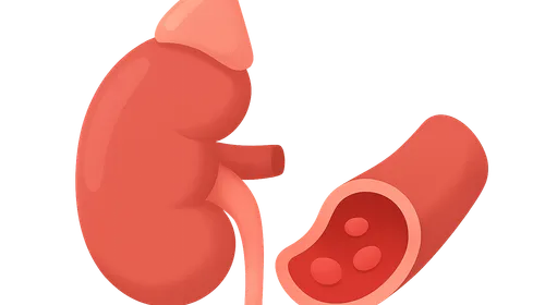 RAAS in blood pressure control