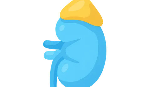 Kidneys and Suprarenal Glands