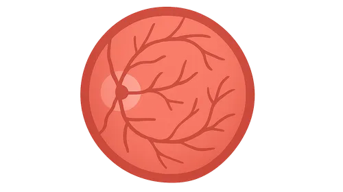Retinal Anatomy and Physiology