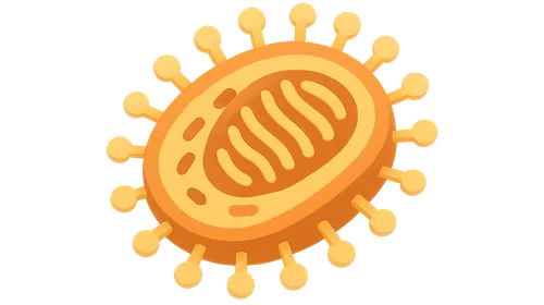 RNA Viruses: Orthomyxoviruses