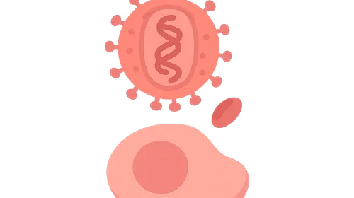 HIV structure and replication cycle