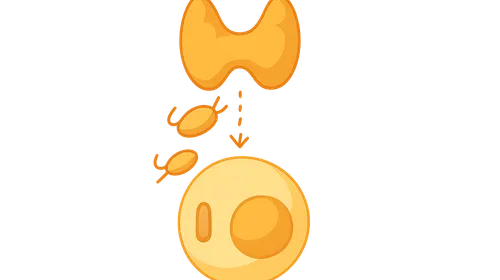 Thyroid hormone transport and action