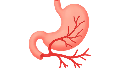 Gastrointestinal Circulation