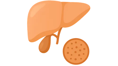 Liver and gallbladder histology