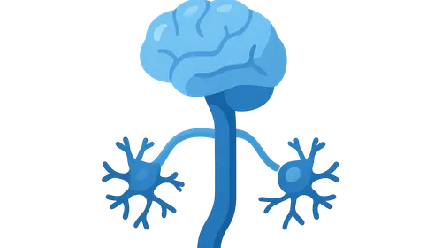 Autonomic Nervous System