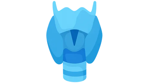 Larynx and vocal apparatus