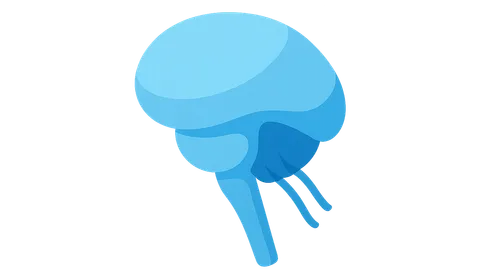 Respiratory centers in the brainstem