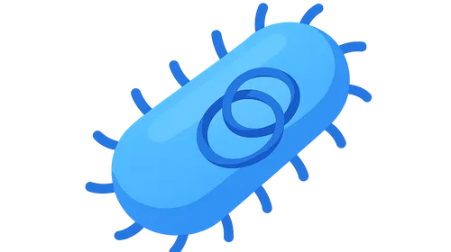 Bacterial genome structure