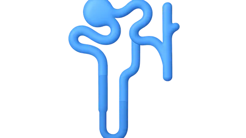 Concentration and dilution of urine
