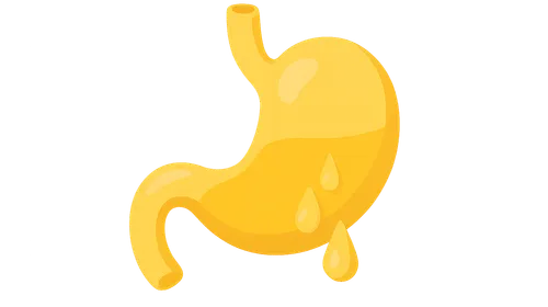 Gastrointestinal Secretions