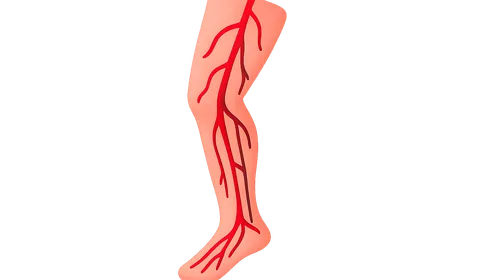 Arterial Supply and Venous Drainage