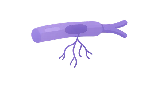 Peripheral Nerve Disorders
