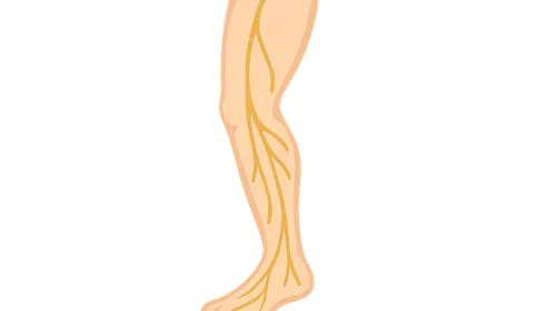 Nerves of Lower Limb