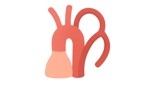 Variations in Vascular Anatomy