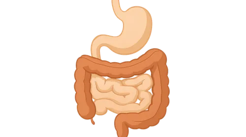 GI physiology (digestion, absorption, motility)