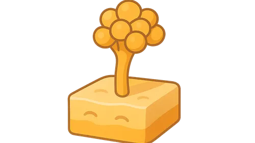 Treatment guidelines for invasive fungal infections