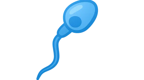 Spermatogenesis and Sperm Function