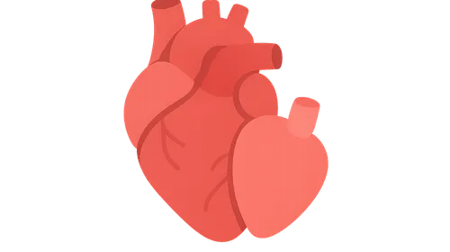 Heart transplantation