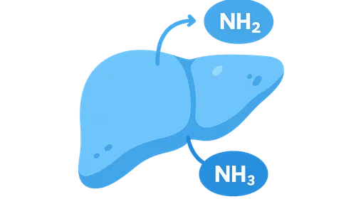 Nitrogen sources and transport forms