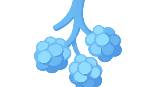 Microscopic Anatomy of Respiratory System