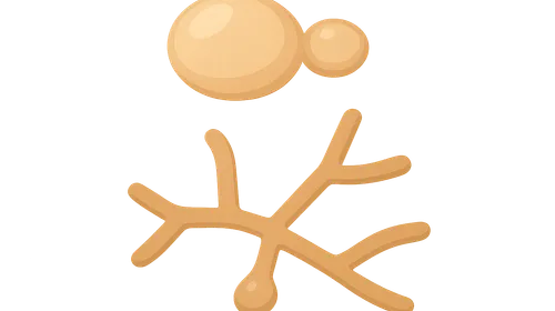 Dimorphic fungi characteristics