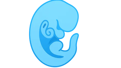 Embryology of the Ear, Nose, and Throat