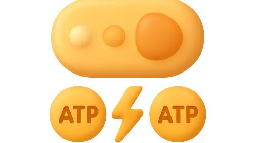 Energy yield and ATP production