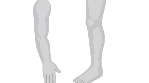 Surface Landmarks of the Limbs